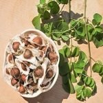 ORGANIC Moringa Drumstick Seeds (Saijan ki Phalli, Saragavo) ODC Variety - 1KG, More than 4000 seeds