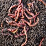 LIVE EARTHWORMS for garden or making compost at home – Eisenia fetida