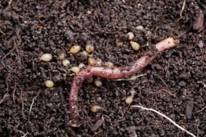 BUY 2000 Red Composting Worm , Red Wigglers, Composting Earthworms - Image 3