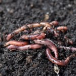 BUY 1000 Red Composting Worm , Red Wigglers, Composting Earthworms