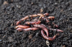 LIVE EARTHWORMS for garden or making compost at home – Eisenia fetida - Image 5