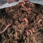 LIVE EARTHWORMS for garden or making compost at home – Eisenia fetida - Image 4