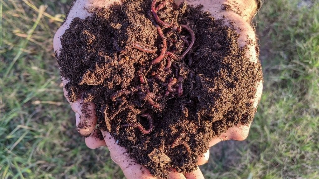 Live earthworms for garden or making compost at Home