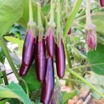 ShrigramOrganics - VERMI WASH - 100% Organic plant growth promoter - Image 2