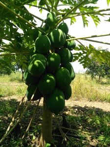 ShrigramOrganics - VERMI WASH - 100% Organic plant growth promoter - Image 3