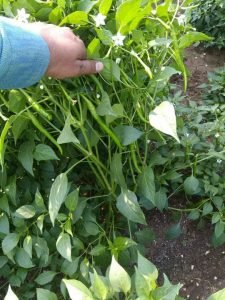 ShrigramOrganics - VERMI WASH - 100% Organic plant growth promoter - Image 4
