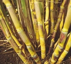 ShrigramOrganics - VERMI WASH - 100% Organic plant growth promoter - Image 5