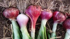 ShrigramOrganics - VERMI WASH - 100% Organic plant growth promoter - Image 6