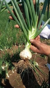 ShrigramOrganics - VERMI WASH - 100% Organic plant growth promoter - Image 7