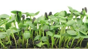 ShrigramOrganics -  BEEJA AMRIT - 100% Organic  seed treatment . - Image 2
