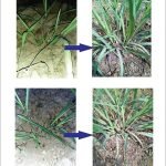 Shrigramorganics - TIKA AMRIT - 1000ML - For sugarcane growth & Diseases control - Image 2