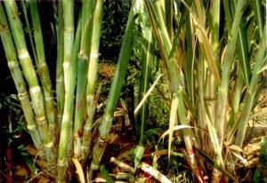 ShrigramOrganics - VERMI WASH - 100% Organic plant growth promoter - Image 12