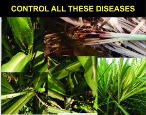 Shrigramorganics - TIKA AMRIT - 1000ML - For sugarcane growth & Diseases control - Image 3