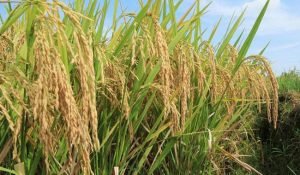 ShrigramOrganics - VERMI WASH - 100% Organic plant growth promoter - Image 9