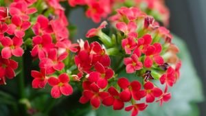 Kalanchoe (Red) - Live Plant - Image 2