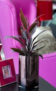 Dracaena Mahatma, Cordyline Terminalis Mahatma - Live Plant - Image 2