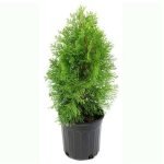 Morpankhi, Thuja Compacta - Live Plant