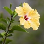 Hibiscus (Yellow red) - live Plant
