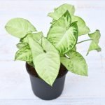 Syngonium variegated - Plant - Shrigramorganics