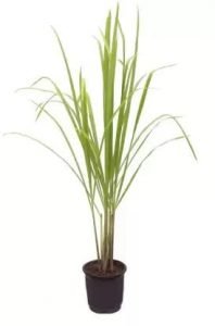 Lemon Grass - Live Plant - Image 3