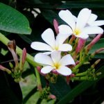 Gul Champa (White) - live Plant