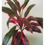Dracaena Mahatma, Cordyline Terminalis Mahatma - Live Plant
