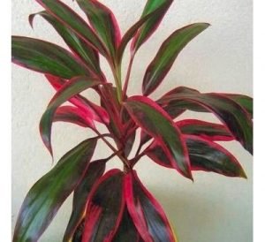 Dracaena Mahatma, Cordyline Terminalis Mahatma - Live Plant - Image 3