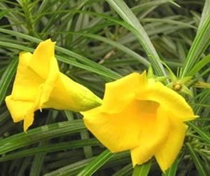 Yellow Kaner/Nerium Oleander Flower Plant   - live plant - Image 3