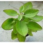 Bryophyllum Pinnatumn, Patharchatta   Plant - LIVE PLANT