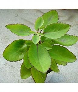 Bryophyllum Pinnatumn, Patharchatta   Plant - LIVE PLANT