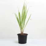Lemon Grass - Live Plant