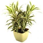 Pleomele, Song of India (Golden) -  Live Plant - shrigram organics