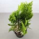 Morpankhi, Thuja Compacta - Live Plant - Image 2