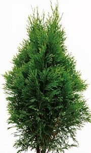 Morpankhi, Thuja Compacta - Live Plant - Image 3