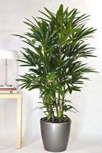 Rabish Palm , lady palm Plant - Live plant - Image 2