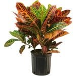 Croton Live Natural Plant With For Home & Garden - Live plants