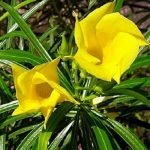 Yellow Kaner/Nerium Oleander Flower Plant   - live plant