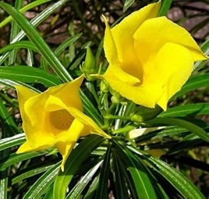 Yellow Kaner/Nerium Oleander Flower Plant   - live plant - Image 4