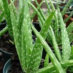 Aloe vera plant - Live plant