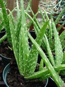 Aloe vera plant - Live plant