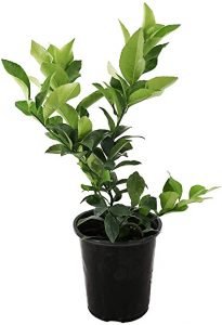 Kagzi Nimboo, Kagzi Lemon - Live Plant - Image 3
