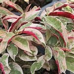 Laila Majnu (Exoecaria) Verigated Plant - Live plant - Image 2