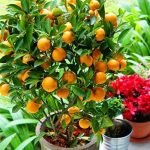 Orange Fruit Live Plant, Narangi Plant, Citrus - Healthy live plant