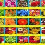 25 Variety Summer Flowers seeds & Herb combo (2630+seeds)