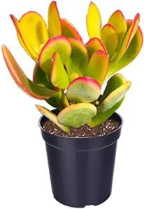 Crassula ovata, Jade Plant  - Live Plant - Image 2