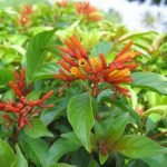 Hamelia Patens, Firebush Plant - LIVE PLANT