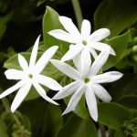 Indian Jasminum , Juhi ( Chandni ) - 1 Healthy Live Plant