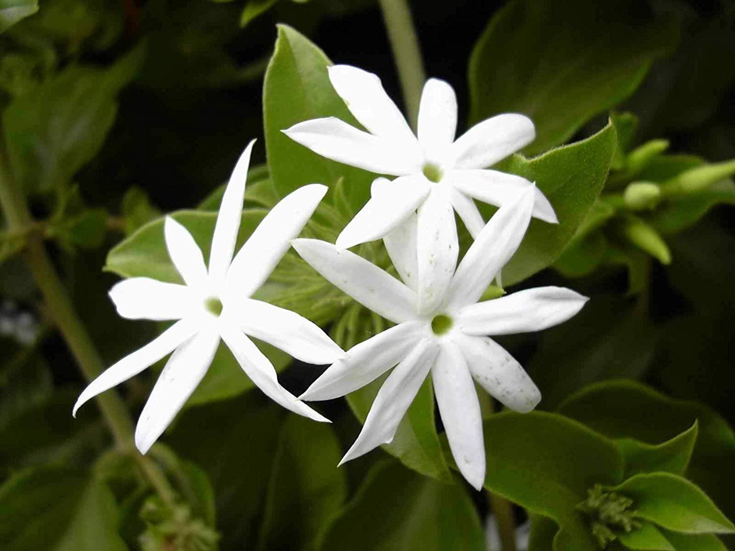 Indian Jasminum , Juhi ( Chandni ) - 1 Healthy Live Plant