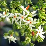Harshringar, Flower of  Bengal -live  Plant