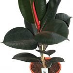 Rubber Tree, Rubber Plant, Ficus elastica  - Live Plant
